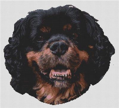 (image for) Black & Tan Cavalier King Charles Spaniel